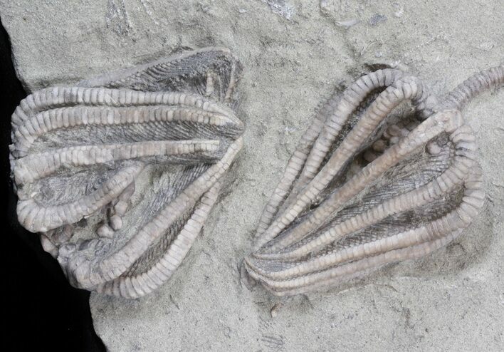 Agaricocrinus & Macrocrinus Crinoid Plate - Indiana #42989